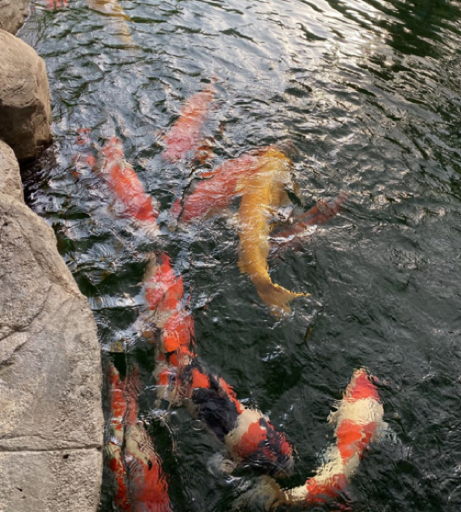 Koi Ponds