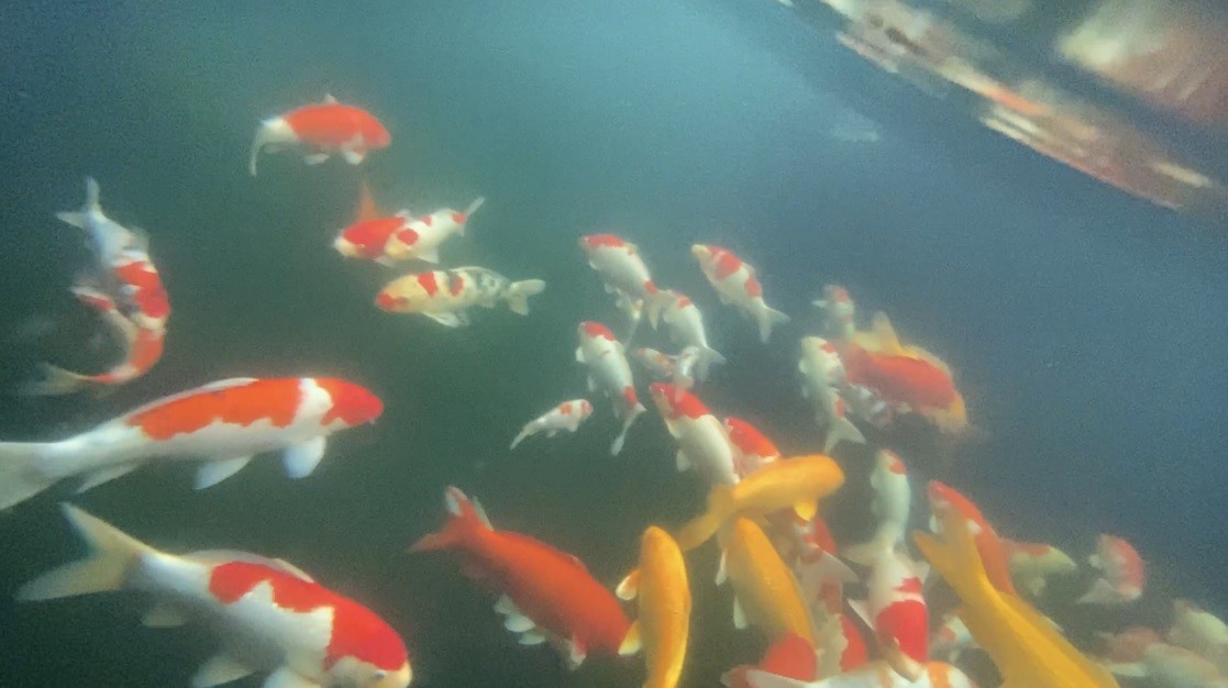 Under water Gallery 2